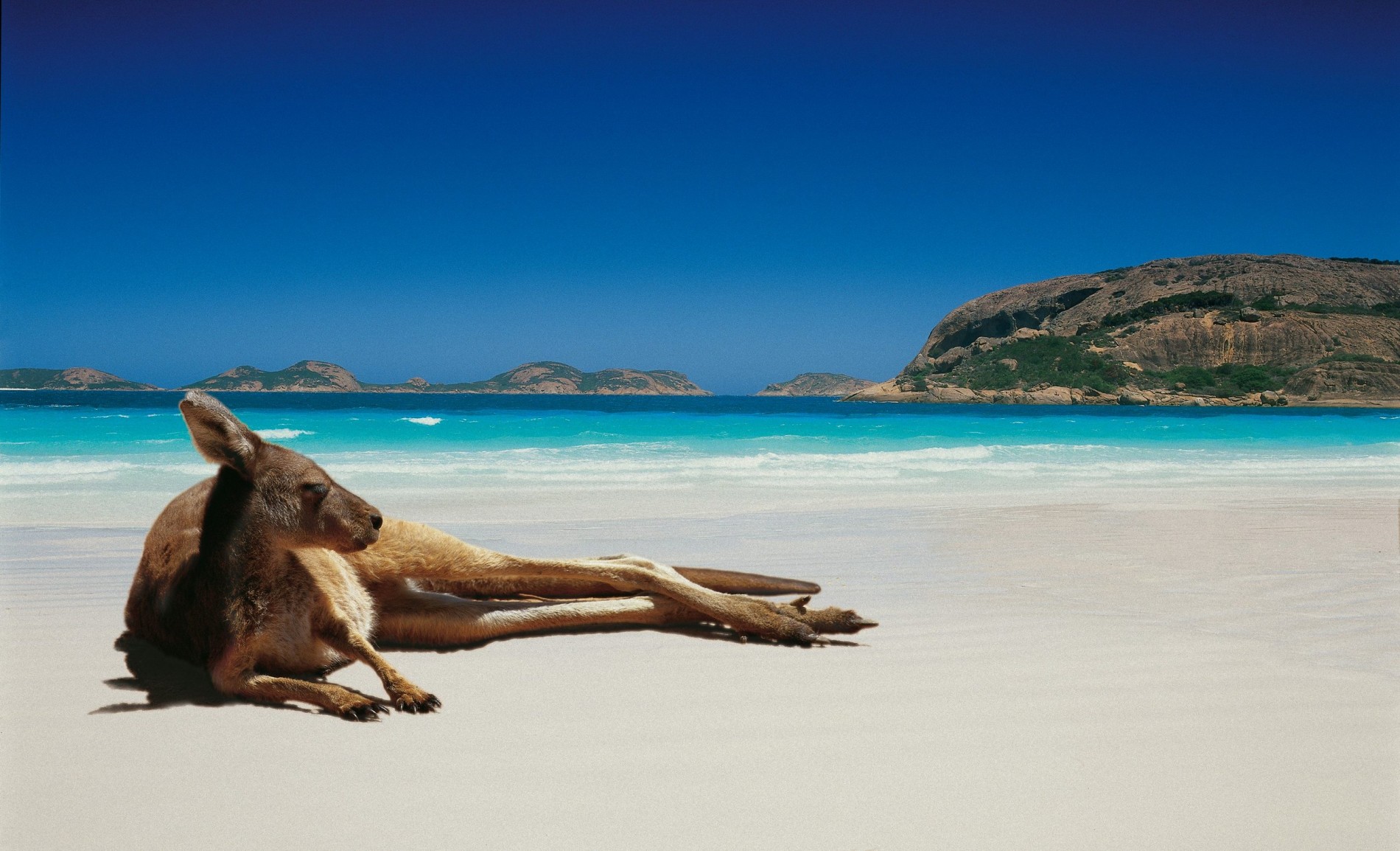Australia-Kangaroo
